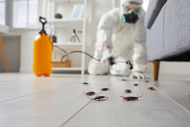 Commercial Rodent Management in Webberville